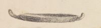 Disegno raffigurante "kylix a vernice nera sovra dipinta"